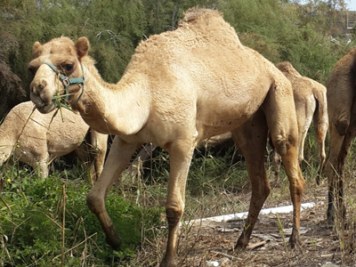 Stiltz Camel